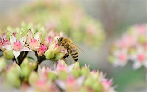 蜜蜂飞进家里风水|蜜蜂飞进家里住与风水